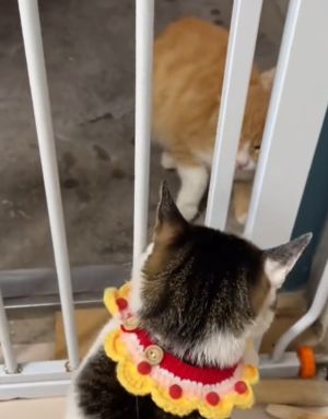 ▲兩隻貓咪隔著柵欄吵架。（圖／TiKTok：cutepetsassion）