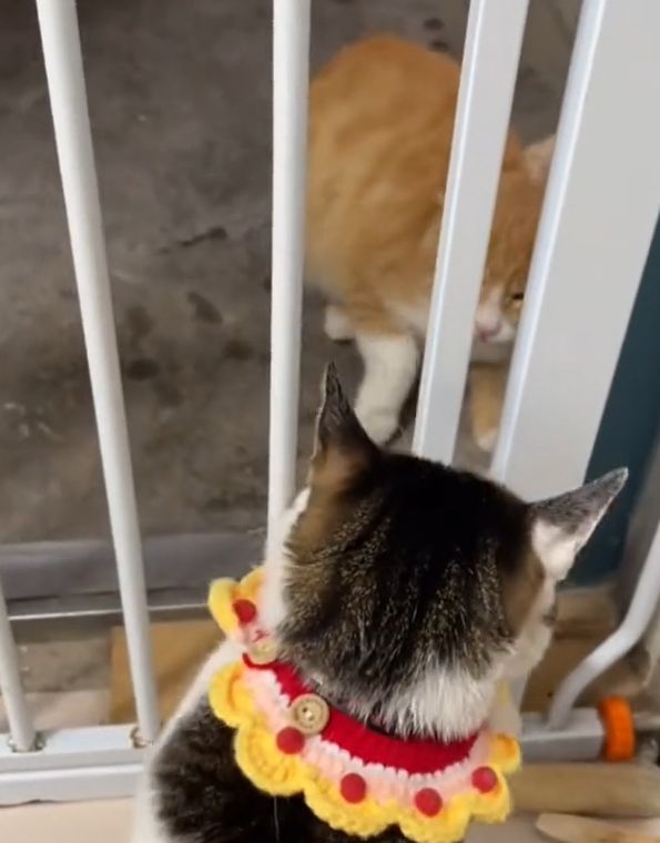 ▲兩隻貓咪隔著柵欄吵架。（圖／TiKTok：cutepetsassion）
