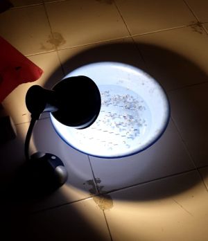 ▲煩人的水螞蟻怎消滅?有網友分享2神物「檯燈」和「水盆」,大讚超有用。(圖/翻攝自《爆廢公社》) ▲煩人的水螞蟻怎消滅?有網友分享2神物「檯燈」和「水盆」,大讚超有用。(圖/翻攝自《爆廢公社》)