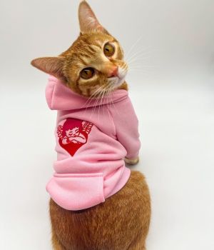 ▲「Suki」是一隻很喜歡上視訊課的貓咪。（圖／推特帳號FrancescaBourdi）