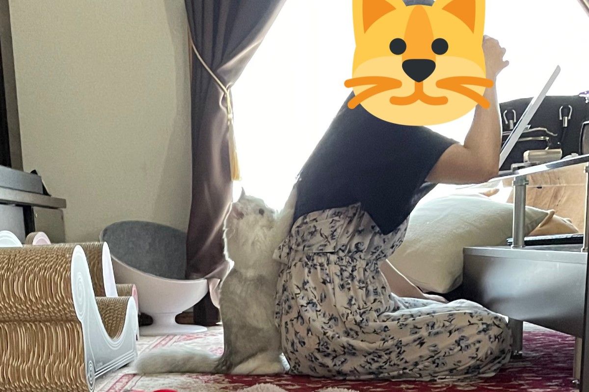 ▲發現媽媽正在化妝，貓咪的「人類外出警鈴」大響，緊貼背脊阻止：「不要出門啦～」。（圖／Twitter：NEKOLAND13）