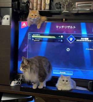 ▲這對日本夫妻養了三隻貓咪。（圖／Twitter：NEKOLAND13）