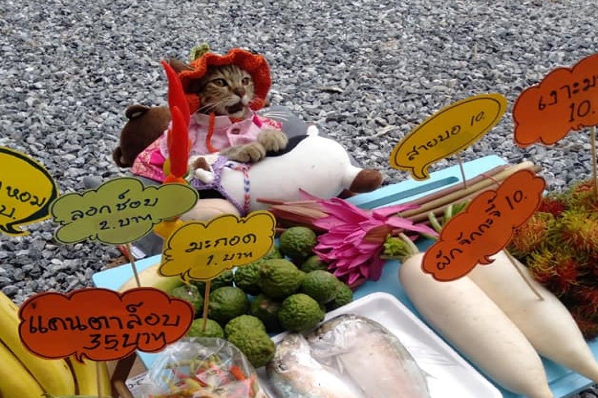 ▲泰國一隻虎斑貓經常打扮花俏在路邊擺攤。（圖／FB帳號bongbongcatcat）