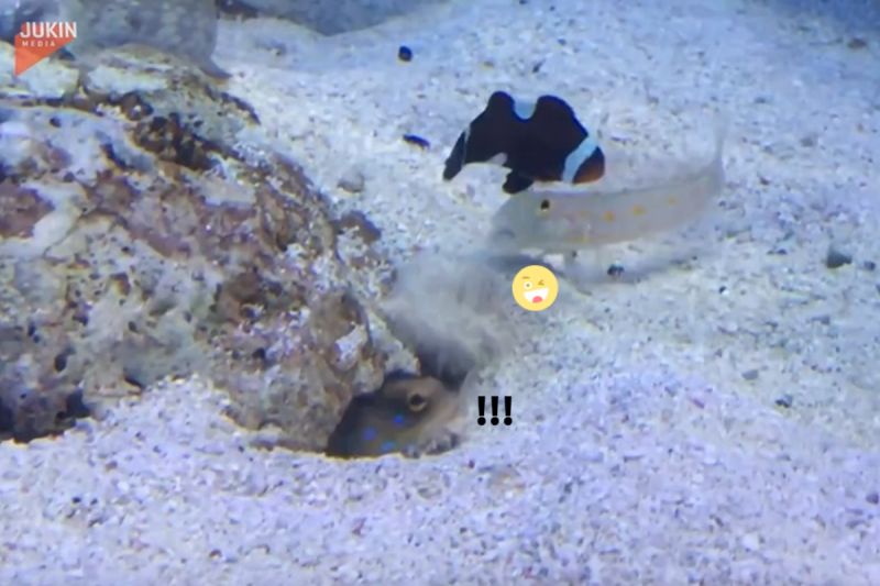 ▲水族箱裡兩隻魚互相吐沙，互動相當逗趣。（圖／AP美聯社／Jukin Media）