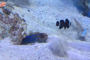 ▲藍點魚正在努力將洞裡的沙挖出來。（圖／AP美聯社／Jukin Media）