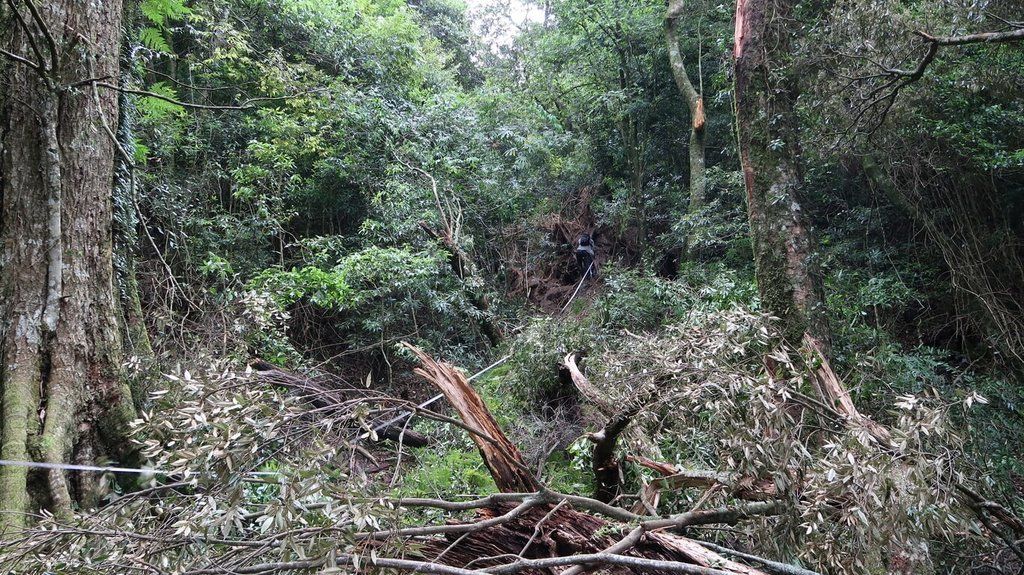 ▲台中市大雪山森林遊樂區步道5日發生樹木倒塌壓死遊客意外，林務局東勢林區管理處指出，事發後已暫時封閉步道，6日派員分組進行園區步道全面巡檢。（圖／中央社）
