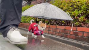 ▲爸爸為了讓小吉舒適散步，幫牠穿上雨衣和雨傘式牽繩。（圖／Twitter：choppi333）