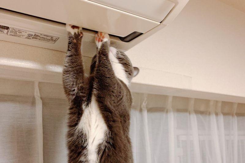 ▲貓咪站在冷氣機前就像維修師傅，還有同伴在現場一起檢查。（圖／Twitter：0x0_izukote_0w0）