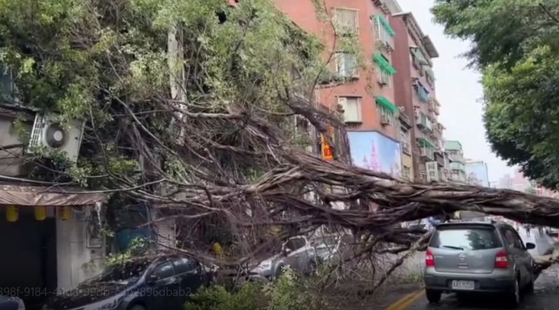 北市再傳路樹倒塌！多輛轎車、民宅遭波及　現場全線封閉
