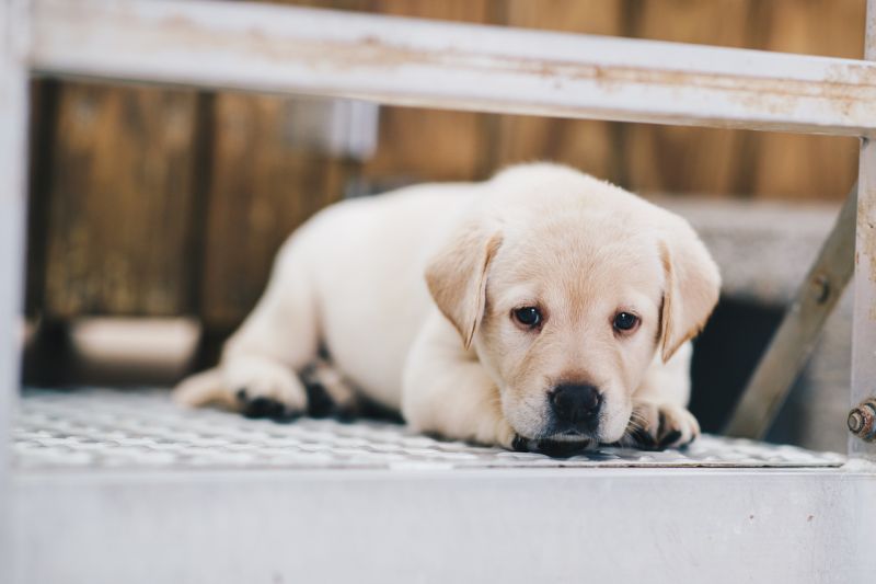 ▲國防部將視年度飼育狀況，辦理緝毒犬隻增補作業，以符勤務實需。（圖 ／軍聞社提供）