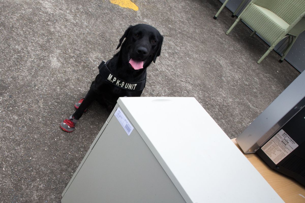 ▲緝毒犬等待領犬員指示實施嗅聞展示。（圖／國防部提供）