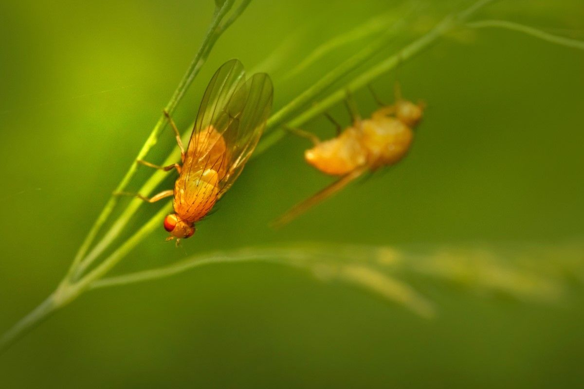 ▲夏天果蠅滿天飛，神人曝2法寶通通抓住：「一週就見效」。（示意圖／Pexels）