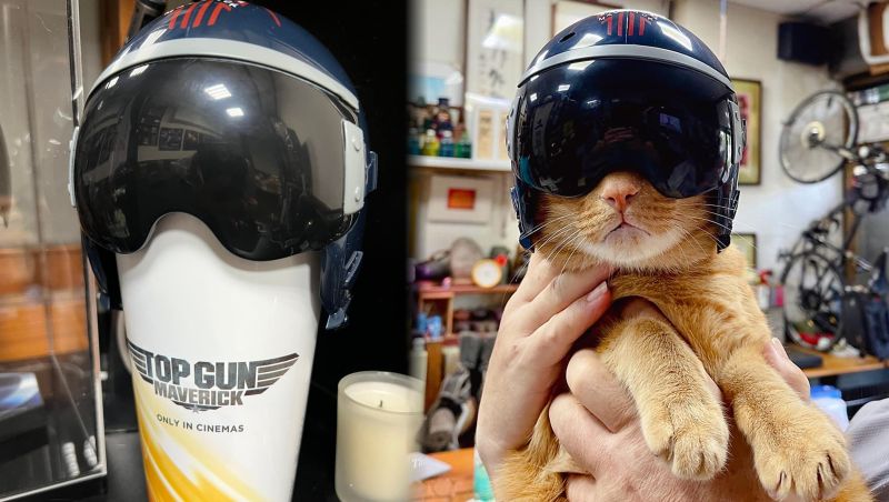 《捍衛戰士2》飲料杯蓋變寵物頭盔　貓奴暴動：必須二刷