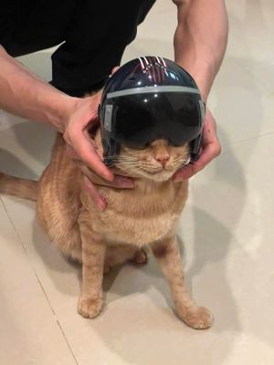 ▲貓咪戴上飛行頭盔變身湯姆貓，吸引眾人敲碗「為了頭盔必須二刷」。（圖／Casper提供）