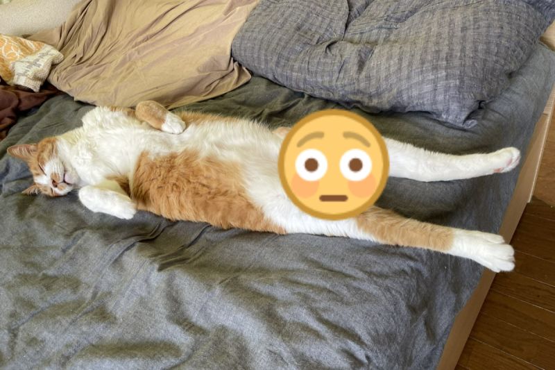 ▲日本一隻橘白貓熟睡時身上竟然有某個部位翹起來！（圖／推特帳號mitoconcon）