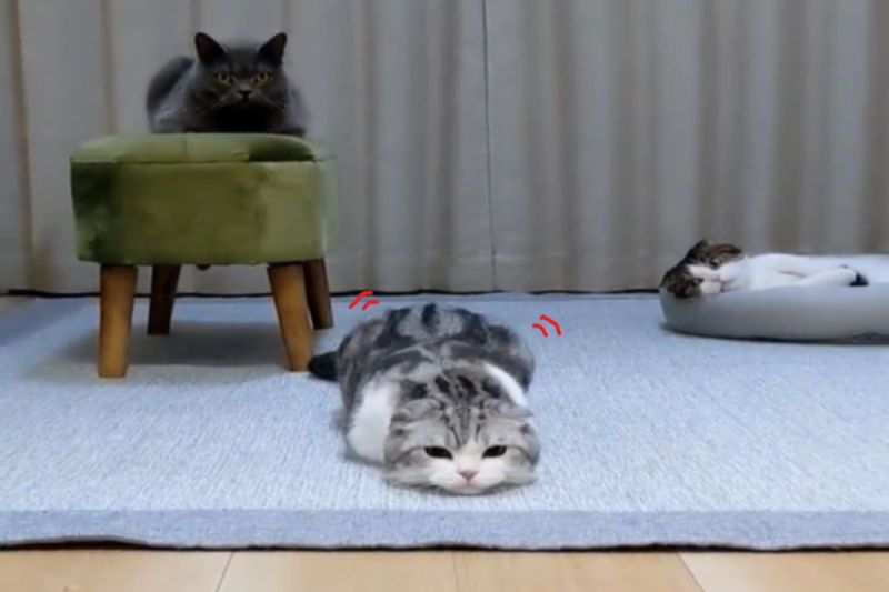 ▲日本一隻貓咪日前趴在地毯上搖屁屁。（圖／推特帳號goma_tetsuro）