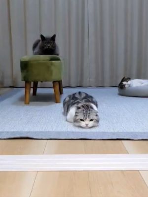 ▲這天3隻貓全都窩在客廳，唯獨倫太郎趴在地毯上。（圖／推特帳號goma_tetsuro）