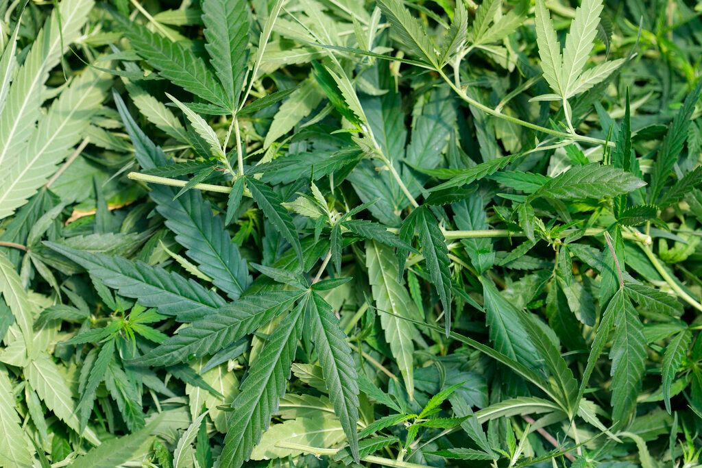 ▲泰國政府在今年6月讓大麻合法化，但相關法令配套未上路。泰國國會眾議院昨天將大麻配套法案從院會討論議程中刪除，幾個主要在野黨議員要求政府先重新將大麻列為管制毒品。（圖／美聯社）