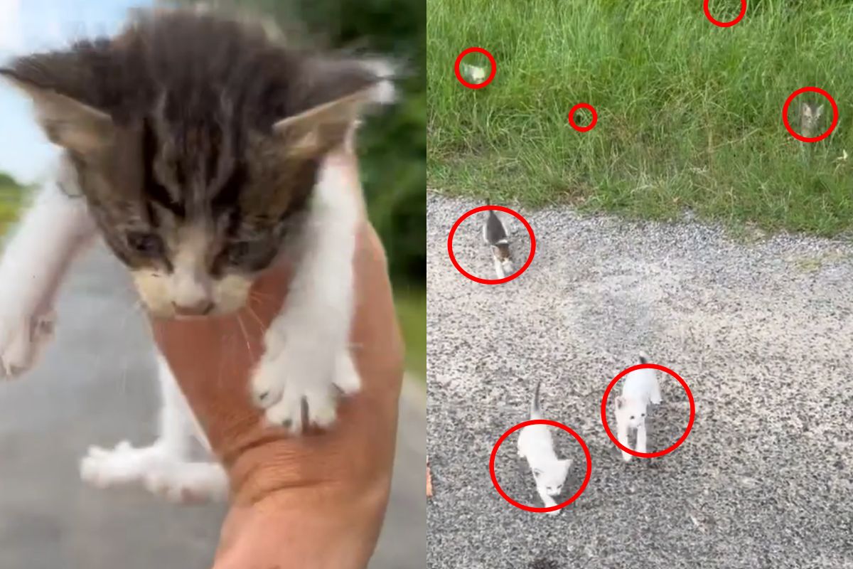 ▲路邊救奶貓遇終極大贈送，人類見畫面嚇傻後笑出來：「我完了！」（圖／Instagram：robertbrantley_） 