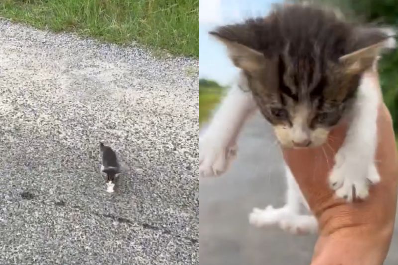 ▲男子發現路邊有隻可憐的小貓。（圖／Instagram：robertbrantley_） 