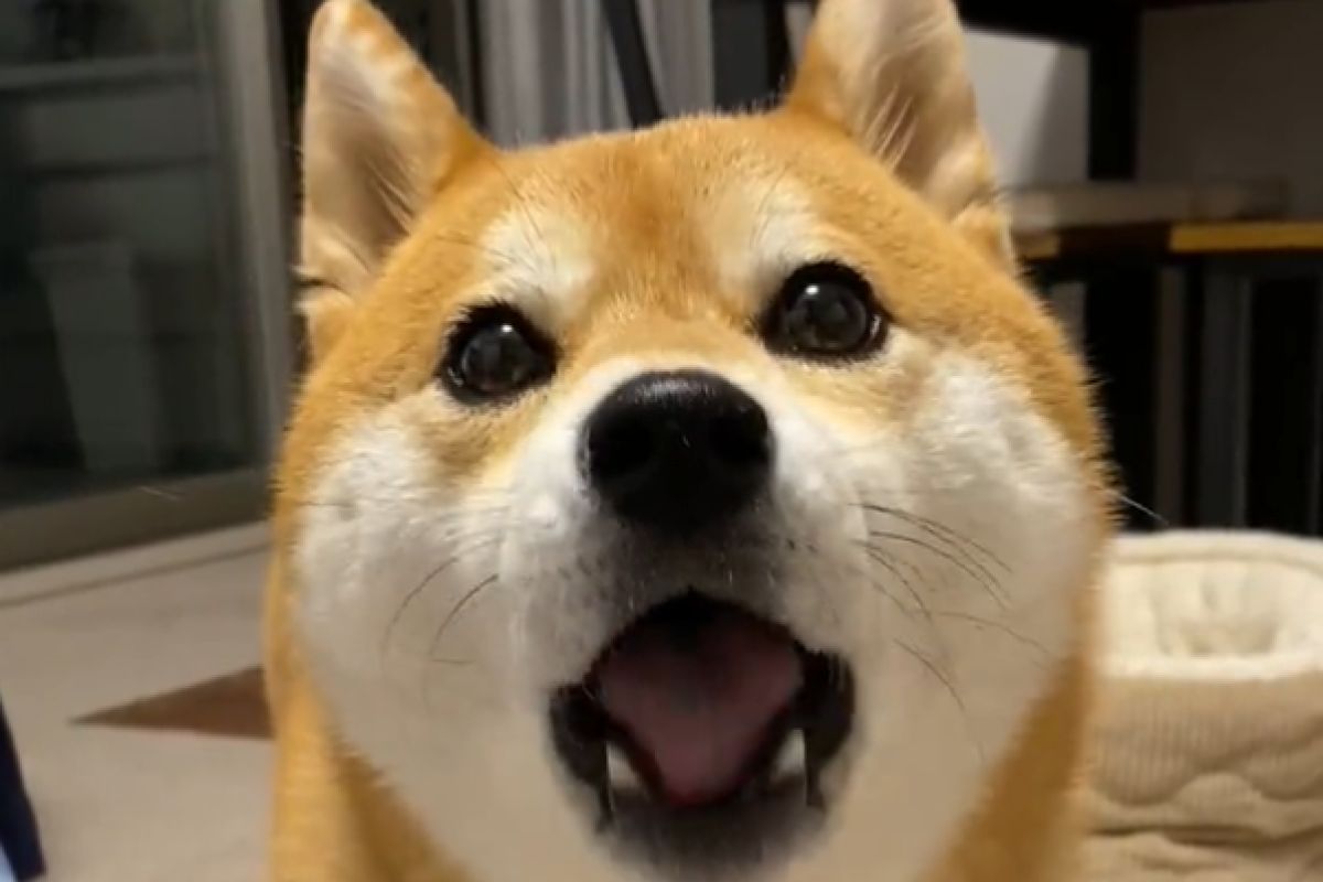 ▲哭包柴柴奶聲賣萌，主人示好竟然反而被拒絕，無奈道：「太傲嬌了吧！」（圖／Twitter：ohirune190303）