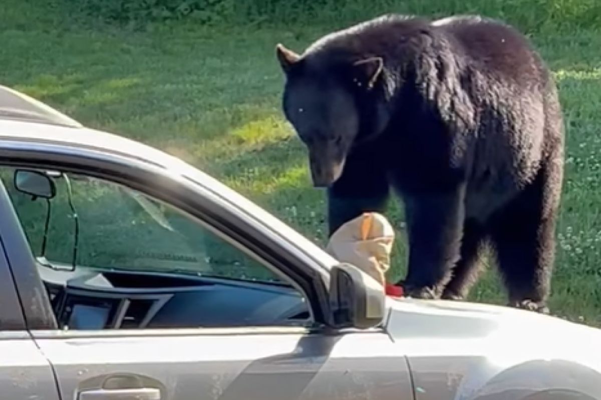 ▲麥當勞味道太香，熊熊凍未條從森林衝出，打破車窗撈出袋子，狂嗑薯條。（圖／Facebook：Jackson Police Department NH）