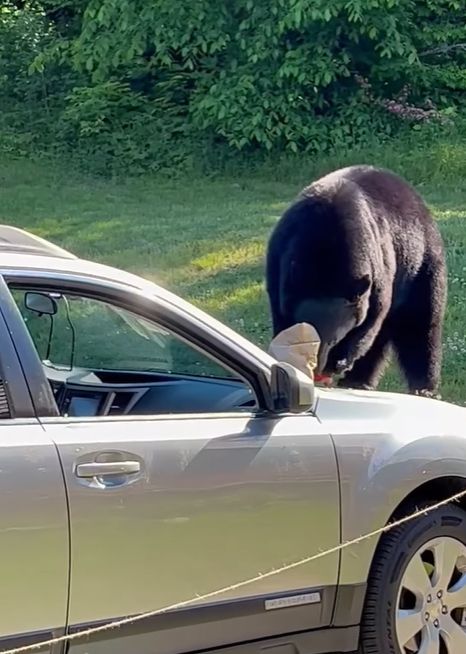 ▲熊熊：天啊！這滋味太美妙了！（圖／Facebook：Jackson Police Department NH）