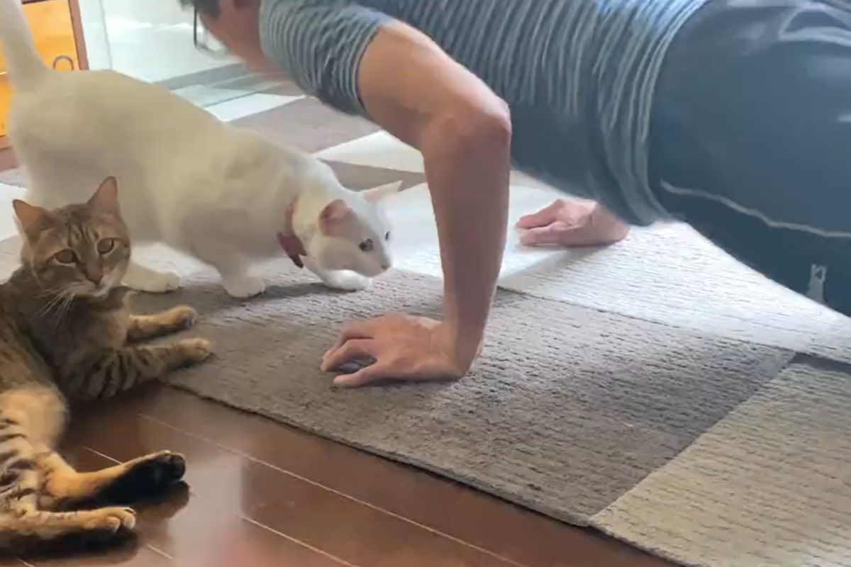 ▲爸爸練習俯臥撐，貓教練一旁不滿意，竟1招將難度提升。（圖／Twitter：ccchisa76）