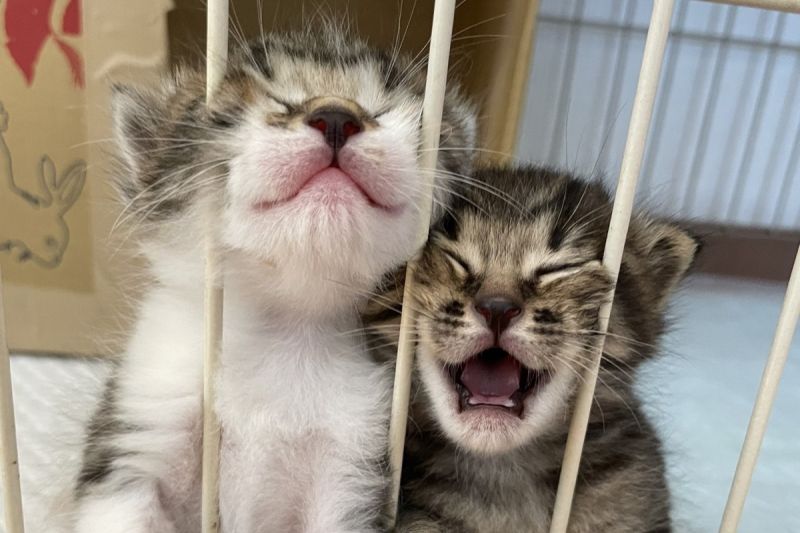 ▲奶貓們想喝ㄋㄟㄋㄟ，每天做鬼臉搏關注，表情像在大喊：「放我們出去！」（圖／Twitter：kuro_asari5bee） 