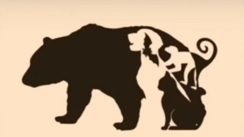 ▲神秘熊熊圖在TikTok上瘋傳，外媒形容，只有前１％的天選之人才能找到所有動物。（圖／Tiktok，Rana Arshad）