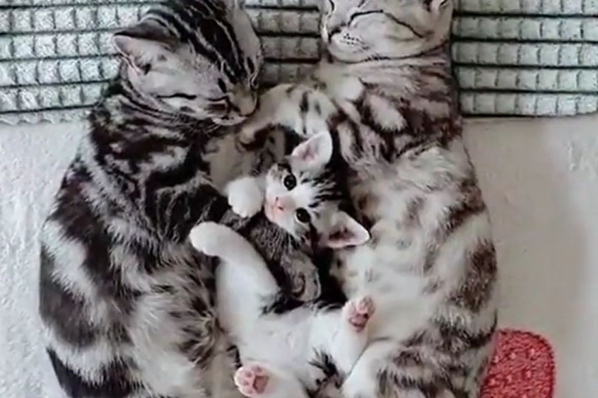 ▲小屁喵主動爬進熟睡爸媽懷中，卻左扭右扭不想睡。（圖／Twitter：all_nyangs_） 