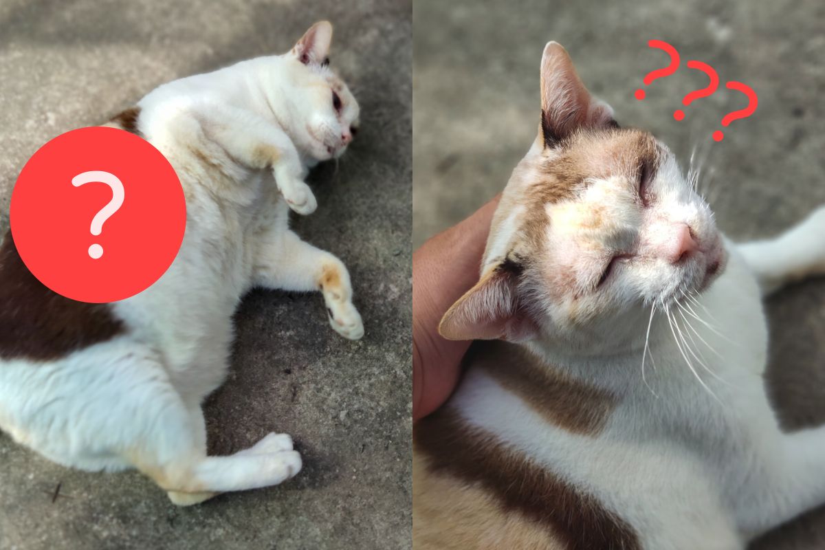 ▲貓咪背上長著2張明星臉，眾人驚呼：「都超大咖」。（圖／Facebook：Phafun Jantadej） 