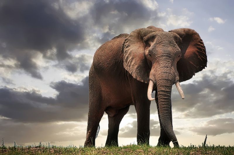 ▲泰國一個大象營經營者表示，由於中國開放邊境，泰國將迎來中國觀光客和世界各地遊客，已經添購6頭大象，提供從騎乘到幫大象洗澡等活動。示意圖。（圖／取自免費圖庫pixabay）