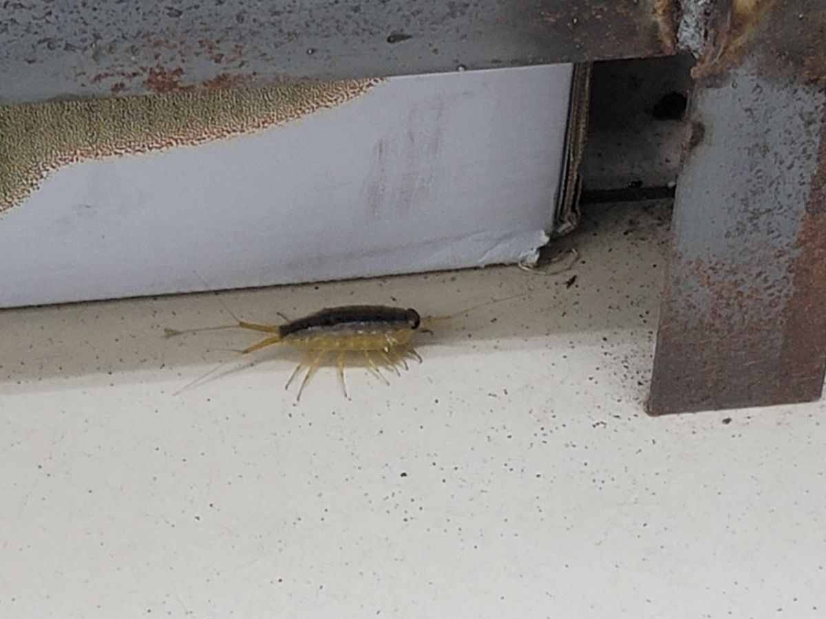 ▲有位網友目睹家裡突然竄出「14足怪蟲」，嚇得上網求助。（圖／翻攝《爆系知識家》）