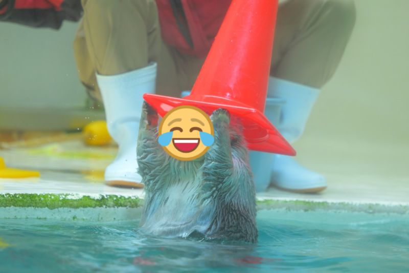 ▲日本一隻海獺戴上「分類帽」時，做出超逗趣的表情與動作。（圖／推特帳號prairie_for_you）