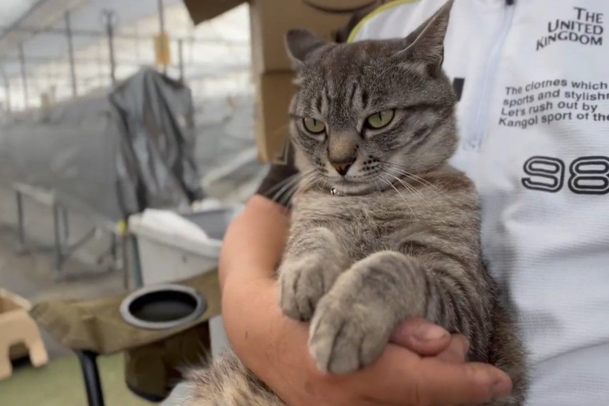 ▲虎斑貓在短短15秒內表情變化超豐富。（圖／推特帳號DAYS31612434）