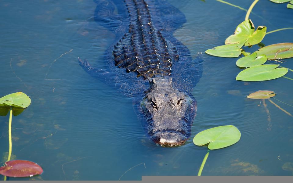 ▲印尼一名男子日前誤闖鱷魚池洗手，慘遭咬斷右手臂。（示意圖／取自Pixabay）