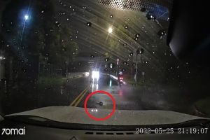 ▲原PO在一下雨的夜晚與同車男子在馬路上驚見一隻烏龜正在爬行，險象環生。（圖／翻攝自《爆料公社二社》）