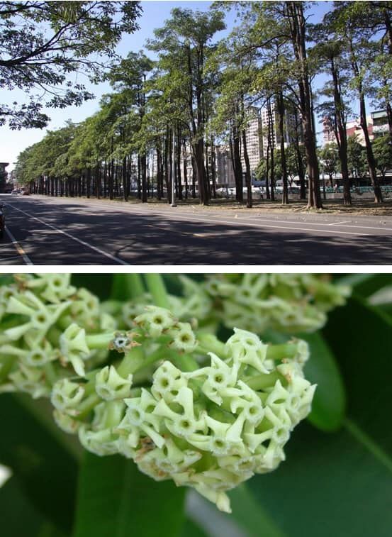 ▲黑板樹開花會產生刺鼻化學味道。（圖／翻攝自高雄市政府環保局）