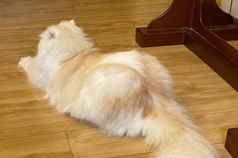 ▲中國一隻奶油色長毛貓自備「高衩三角褲」。（圖／小紅書帳號272755476）