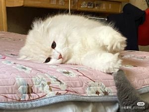 貓咪天生自備「高衩三角褲」!網全笑歪:喵喵懂流量密碼 ▲月亮:下次偶要改穿小件丁字褲啦!(圖/小紅書帳號272755476)