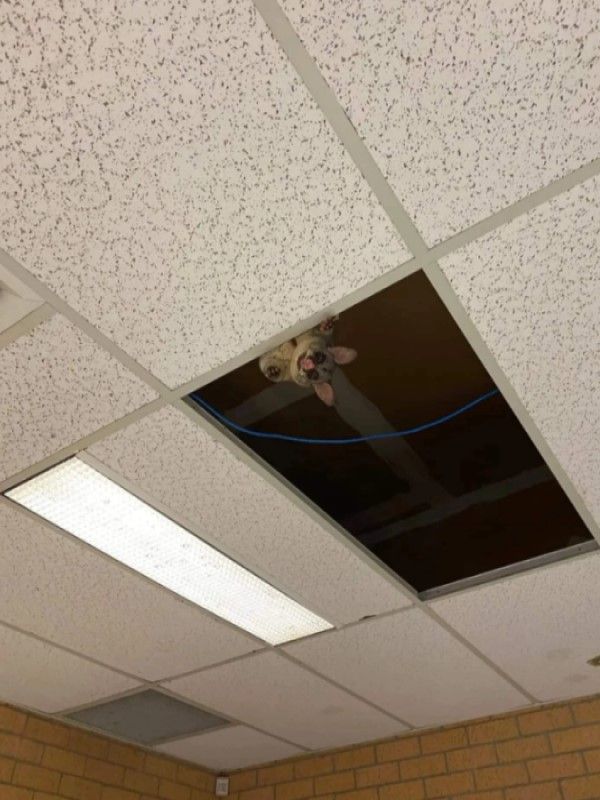 ▲原PO的太太在學校實驗室發現一隻帚尾袋貂出現在天花板偷窺自己。（圖／Reddit帳號DarthTheJedi）