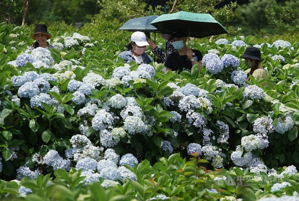 ▲國旅團疫苗3劑令有望取消，指揮中心副指揮官陳宗彥今天下午表示，已收到交通部相關公文，原則傾向同意，但會強化防疫措施，配套細節仍在草擬階段，待確認後儘速公布。（圖／中央社）