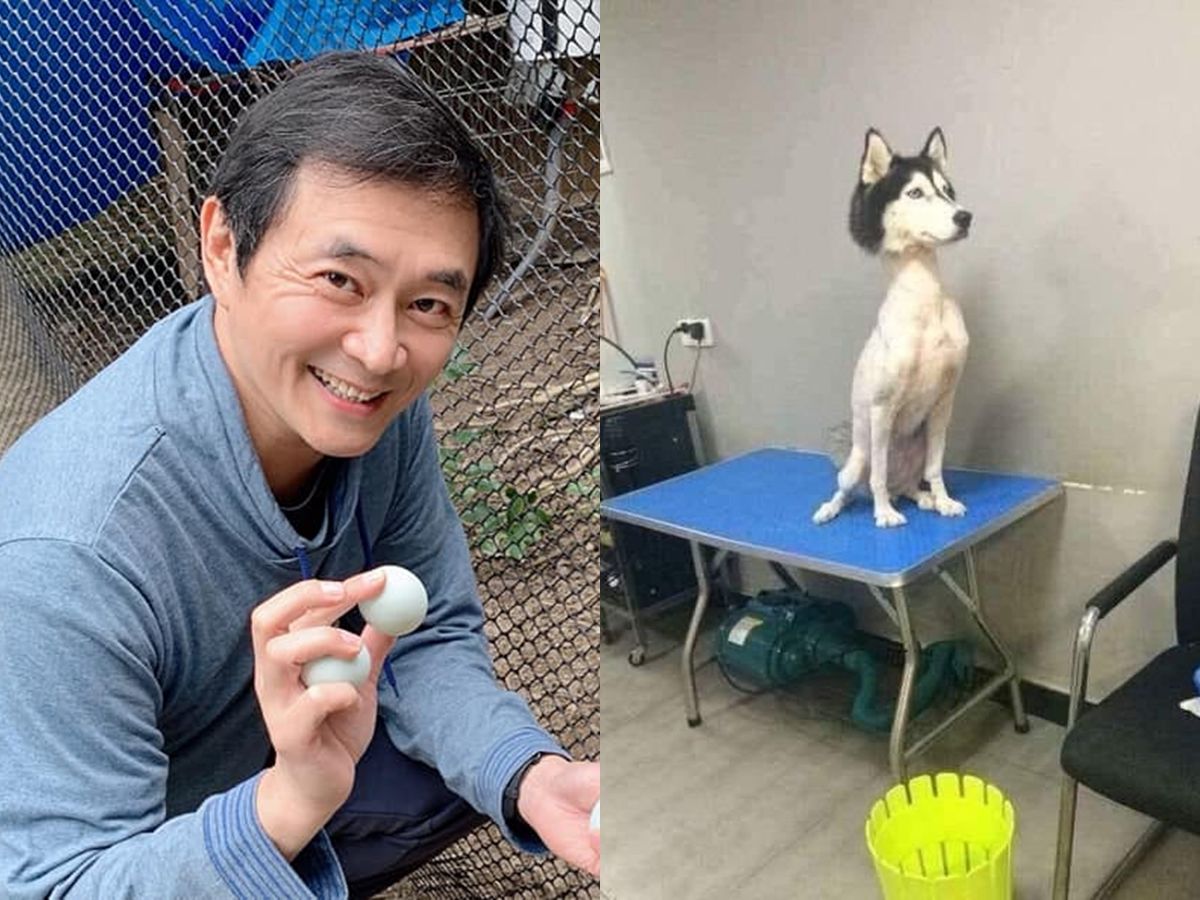 ▲湯志偉分享一張哈士奇剪毛後大頭小身的衝突照片。（圖／翻攝湯志偉臉書）