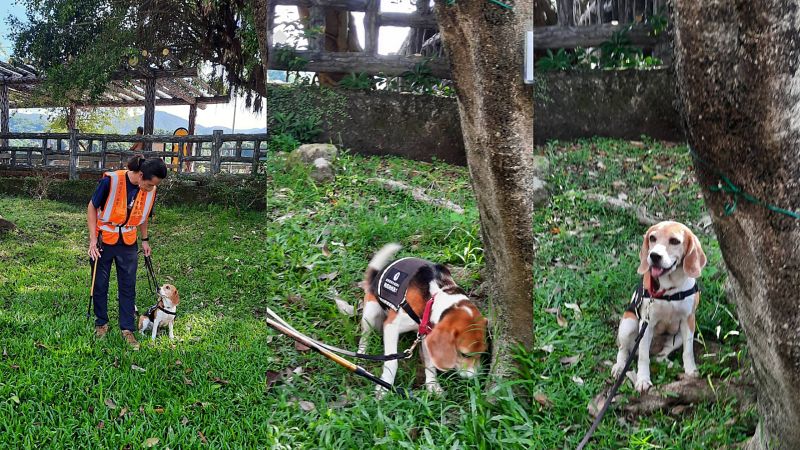 樹癌症「褐根病」氾濫　台灣首創「米格魯犬」檢測病徵
