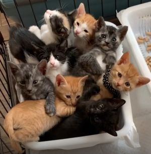 ▲一個小小的貓砂盆擠了8隻貓，這要怎麼上咧？（圖／Instagram： kuroshironekosan）