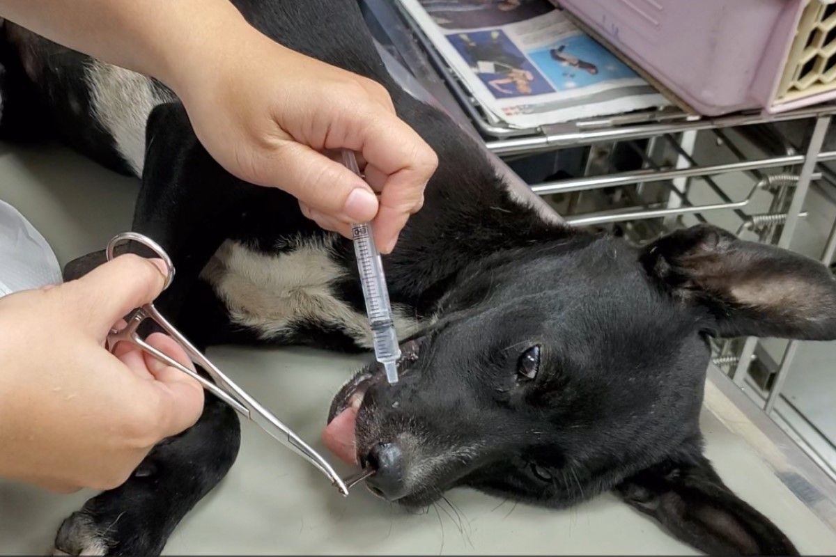 ▲山區遛狗必需注意，屏東浪犬鼻腔被15隻水蛭入侵。（圖／台灣動物緊急救援小組授權提供）