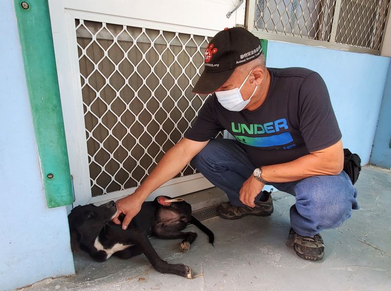 農業部推動科學化遊蕩犬管理　開發「犬蹤地圖APP」即日可下載