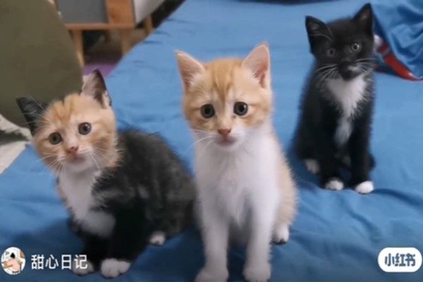 ▲原PO家裡日前迎來三隻小貓咪，分別是橘白貓，黑白貓，以及一隻……？（圖／小紅書帳號甜心日记）
