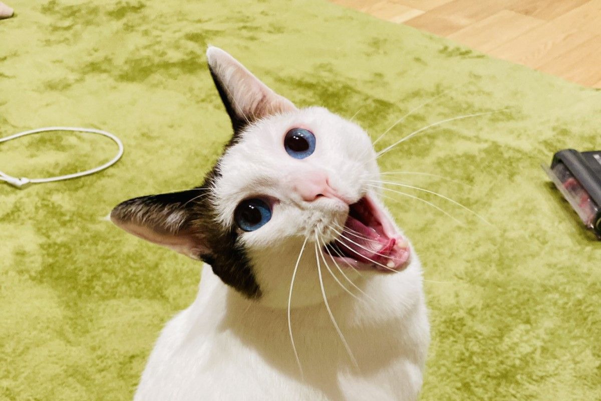 ▲日本一隻漂亮的貓咪會特意在奴才面前打哈欠。（圖／推特帳號tsukune216）